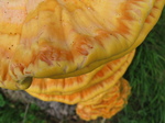 28115 Big Yellow Mushrooms on Tree - Sulfur Shelf (Laetiporus sulphureus).jpg